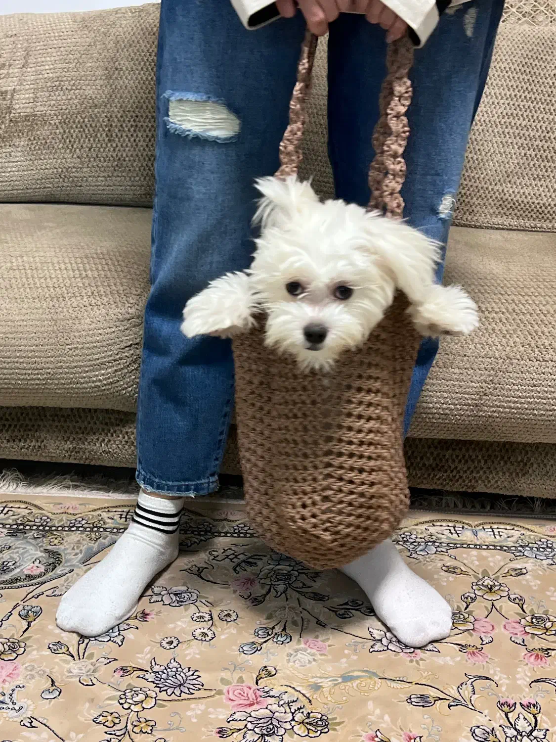 واگذاری سگ ماده|سگ|شیراز, وصال|دیوار