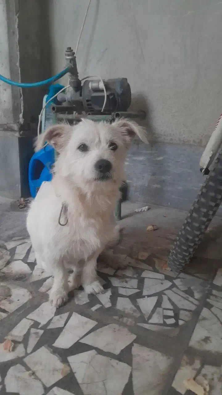 فروش سگ تریر|سگ|بابل, |دیوار