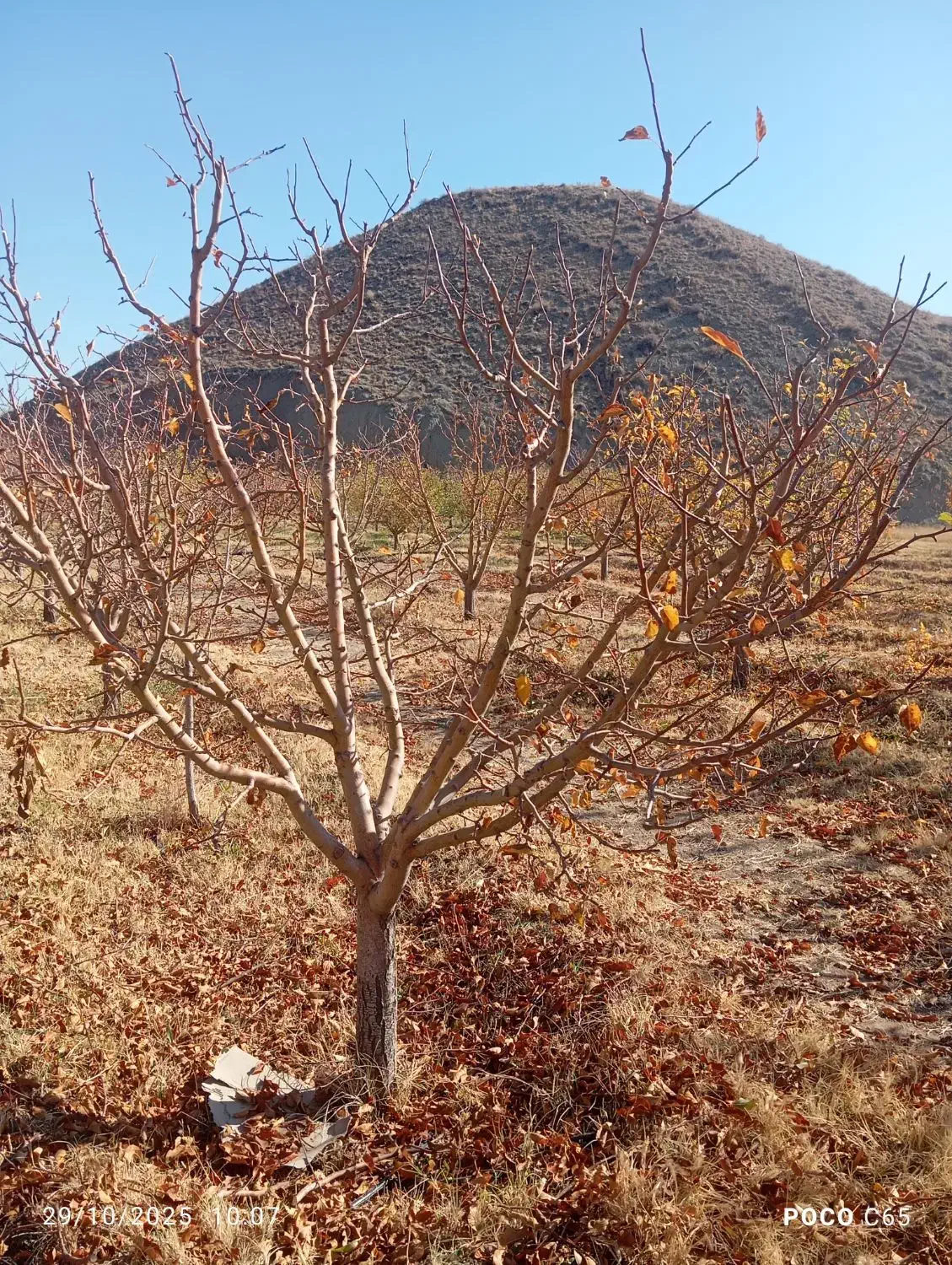 هرکاری وفرم دهی انواع درختان|خدمات باغبانی و درختکاری|مرند, |دیوار