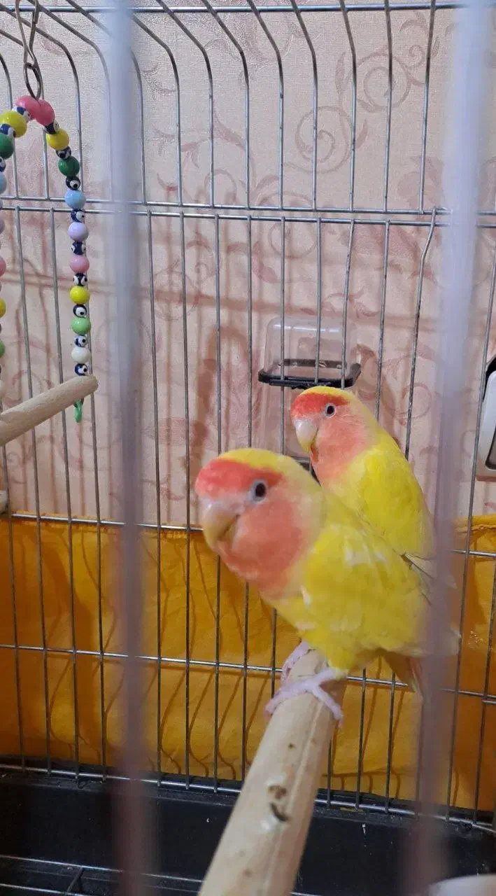 طوطی برزیلی|پرنده|هشتگرد, هیو|دیوار