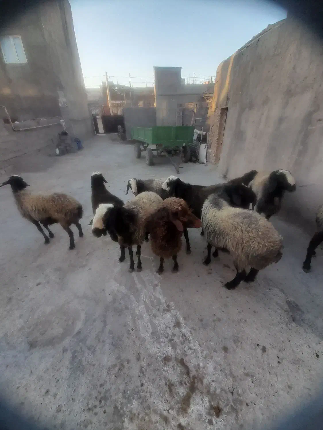 گوسفند فروشی|حیوانات مزرعه|دلبران, |دیوار