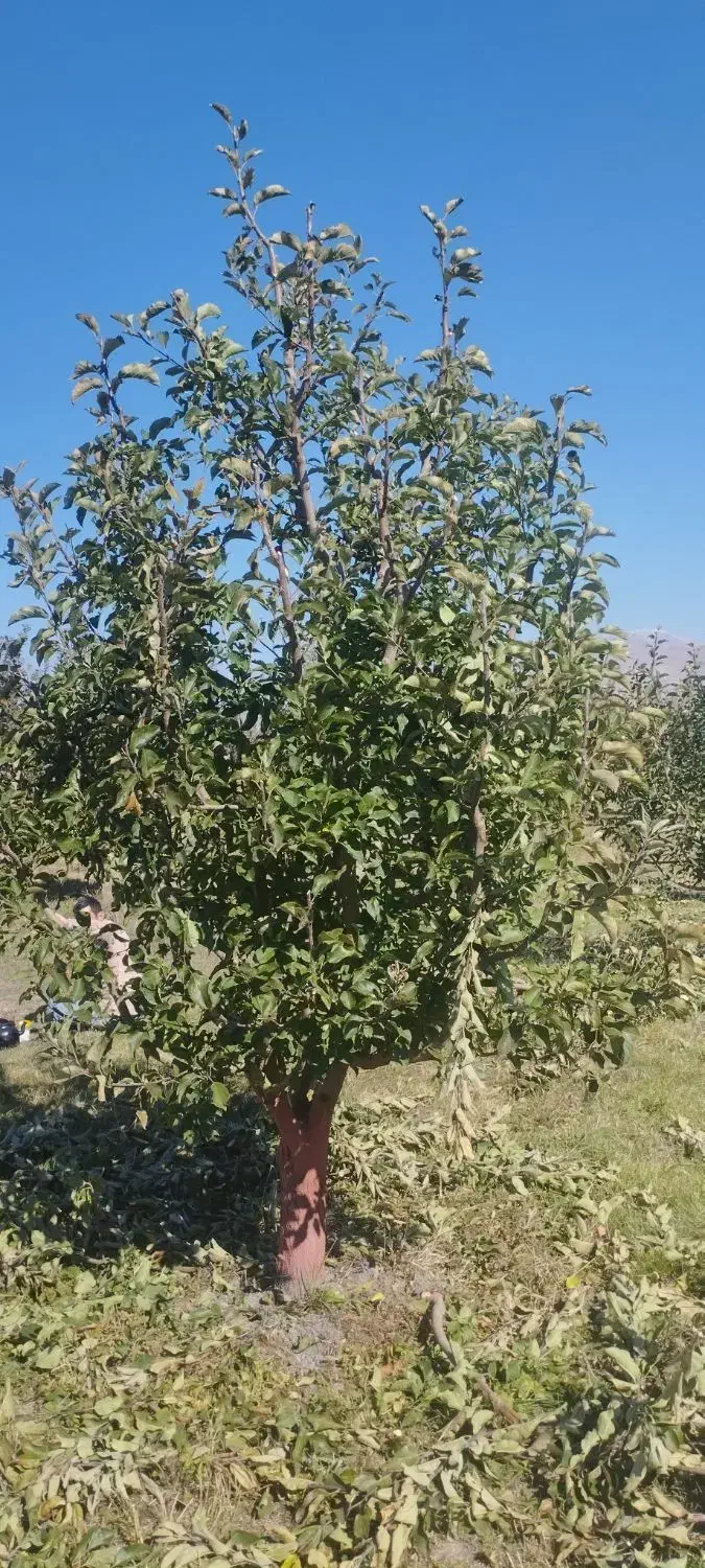 هرس|خدمات باغبانی و درختکاری|نوشین شهر, |دیوار