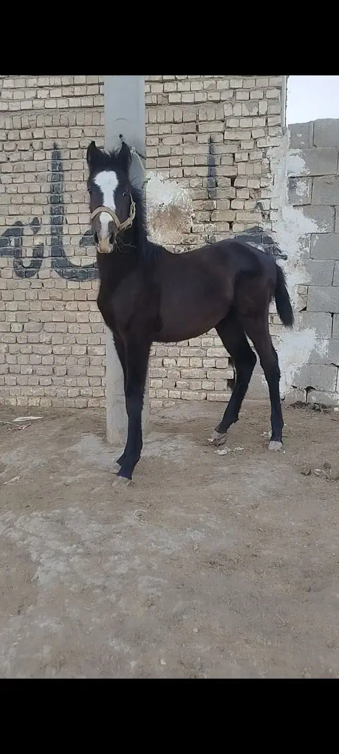 اسب کره مادیان|اسب و تجهیزات اسب‌سواری|خمینی‌شهر, |دیوار