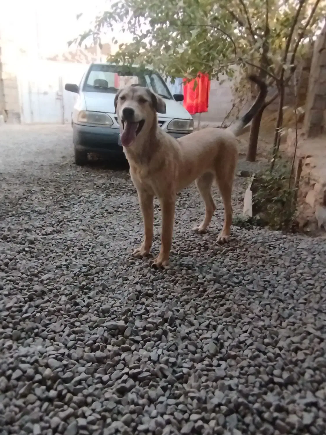 توله 8ماهه توله تبر قهرمان وحیدعباسی|سگ|همدان, |دیوار