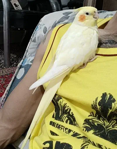 گمشده|پرنده|مینودشت, |دیوار