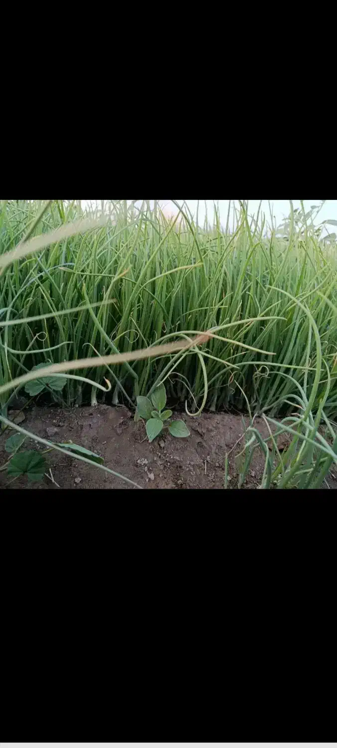 نشا پیاز|خدمات باغبانی و درختکاری|جیرفت, |دیوار