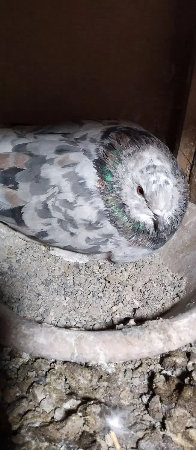 کفتر|پرنده|تهران, سعیدآباد|دیوار