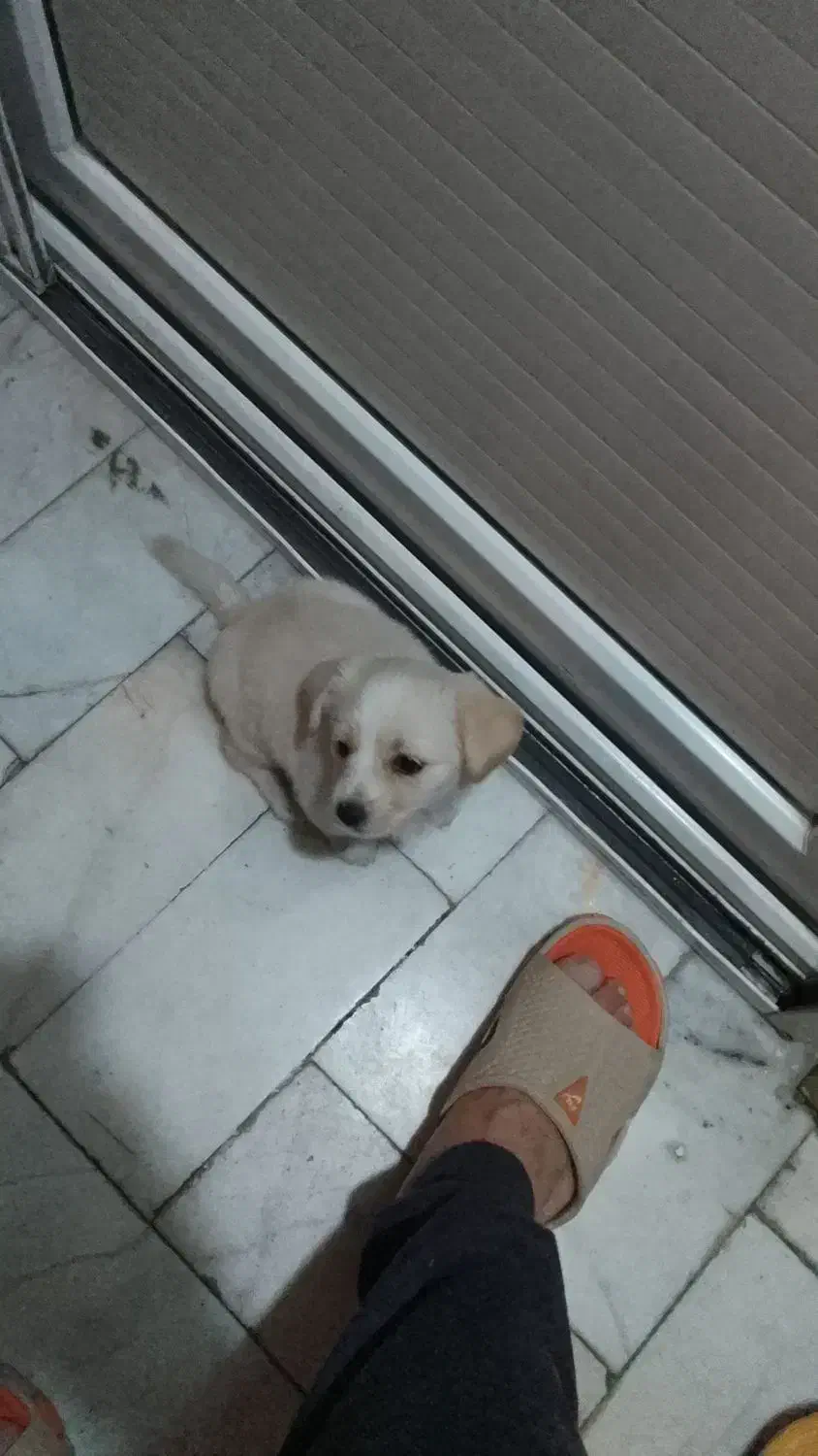 واگذاری سگ آشپیتز نر|سگ|ری, اقدسیه|دیوار