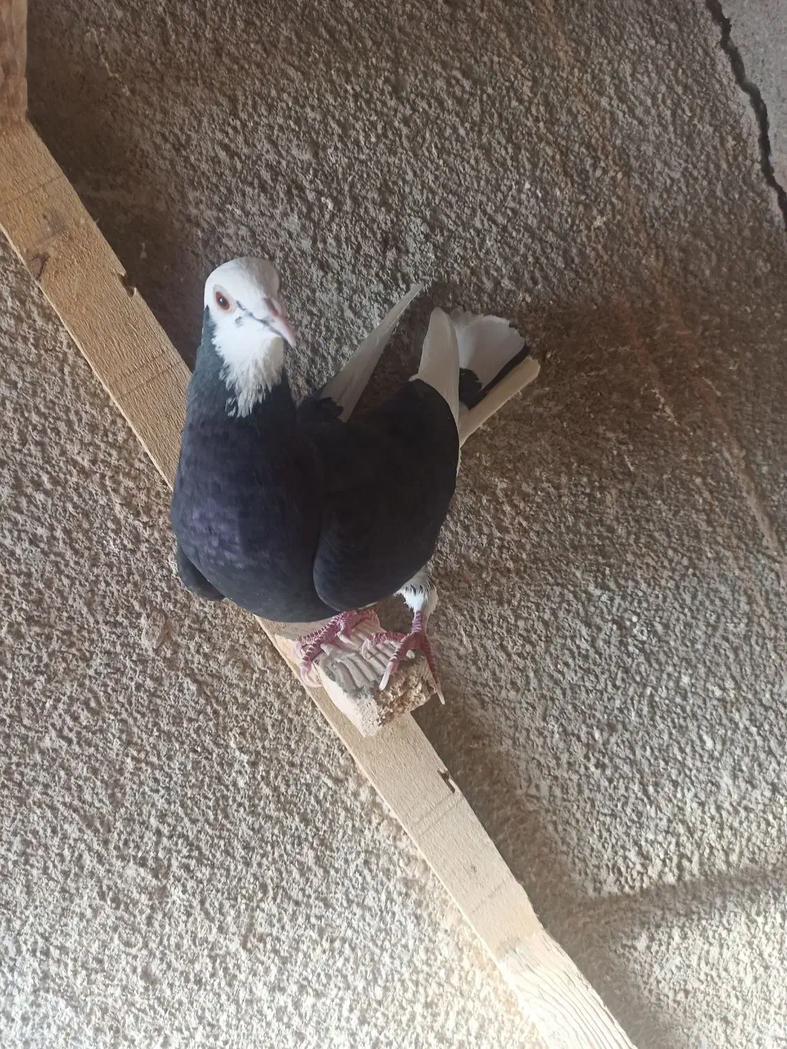 کبوتر شازده|پرنده|بافت, |دیوار