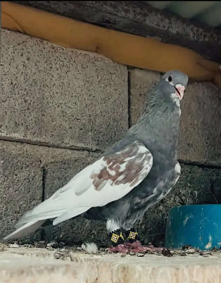 کفتر داریون|پرنده|شیراز, داریون|دیوار