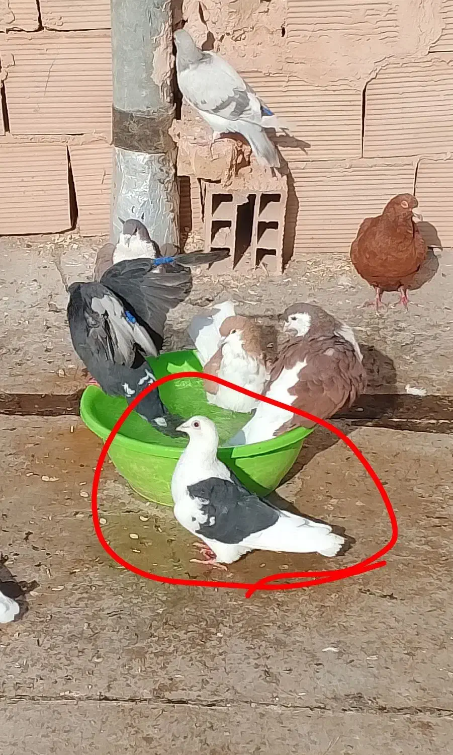 کفتر دوکت|پرنده|جوین, |دیوار