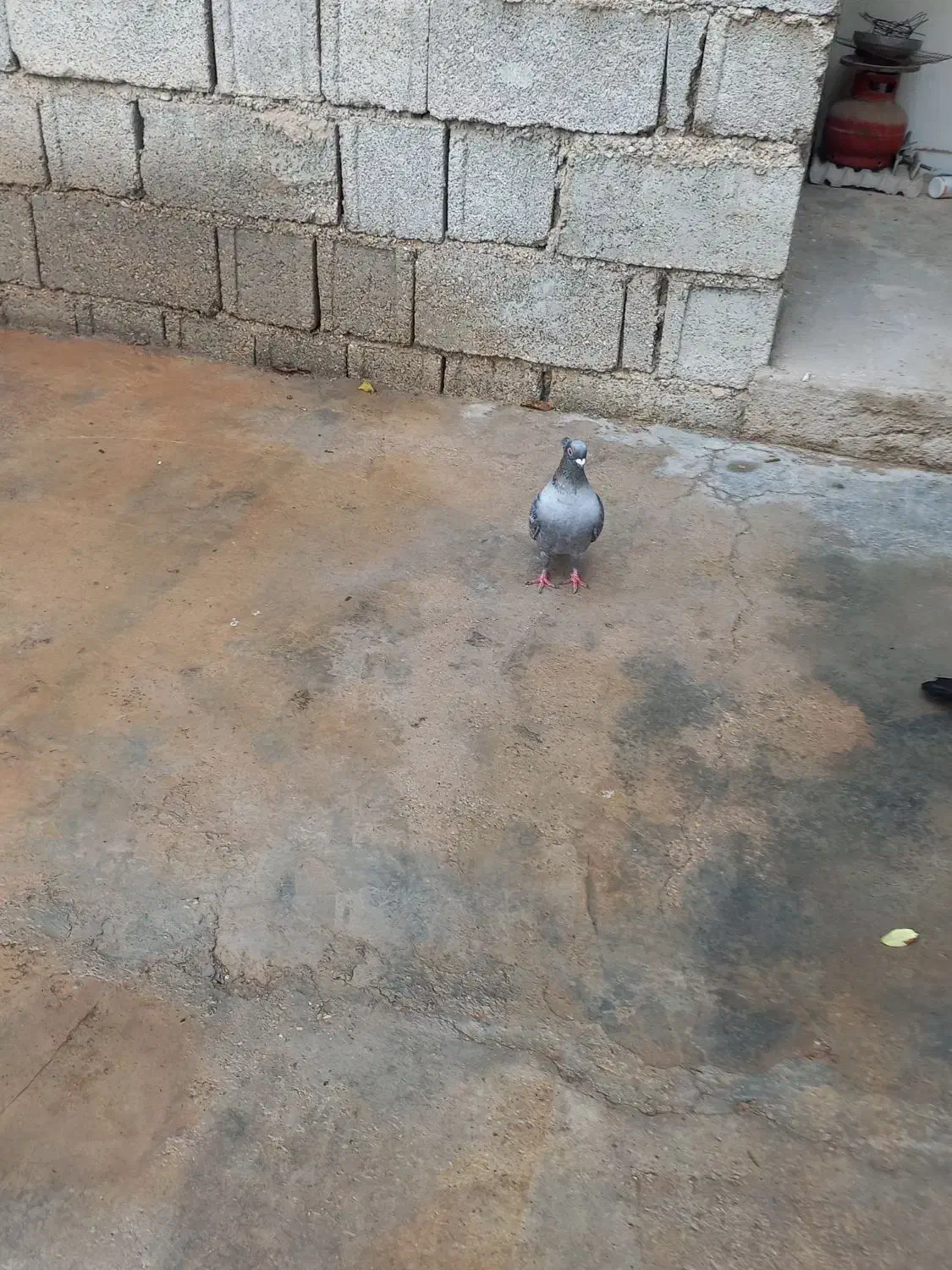 کبوتر|پرنده|آبپخش, |دیوار