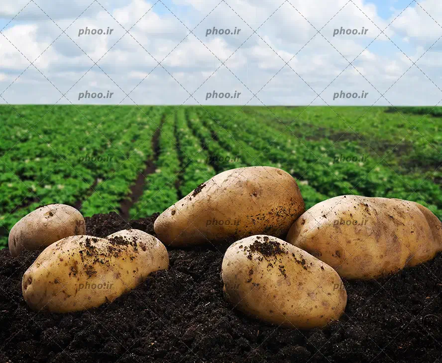 خریدار سیب زمینی|خدمات باغبانی و درختکاری|دهگلان, |دیوار