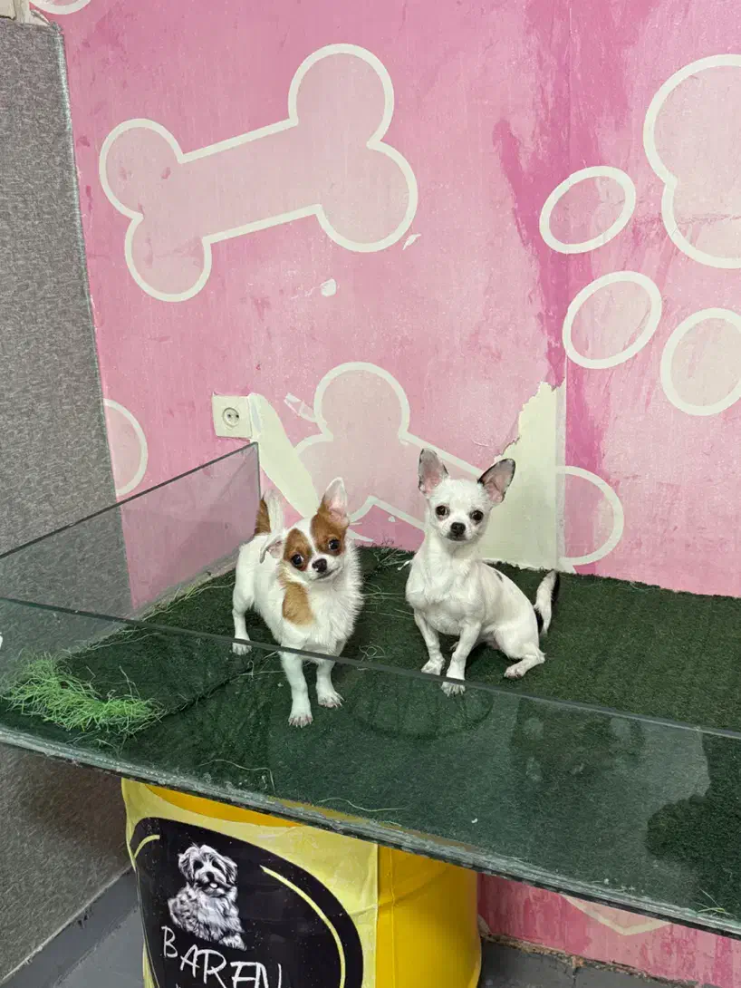 شیواوا اپل هد|سگ|تهران, چیتگر شمالی|دیوار