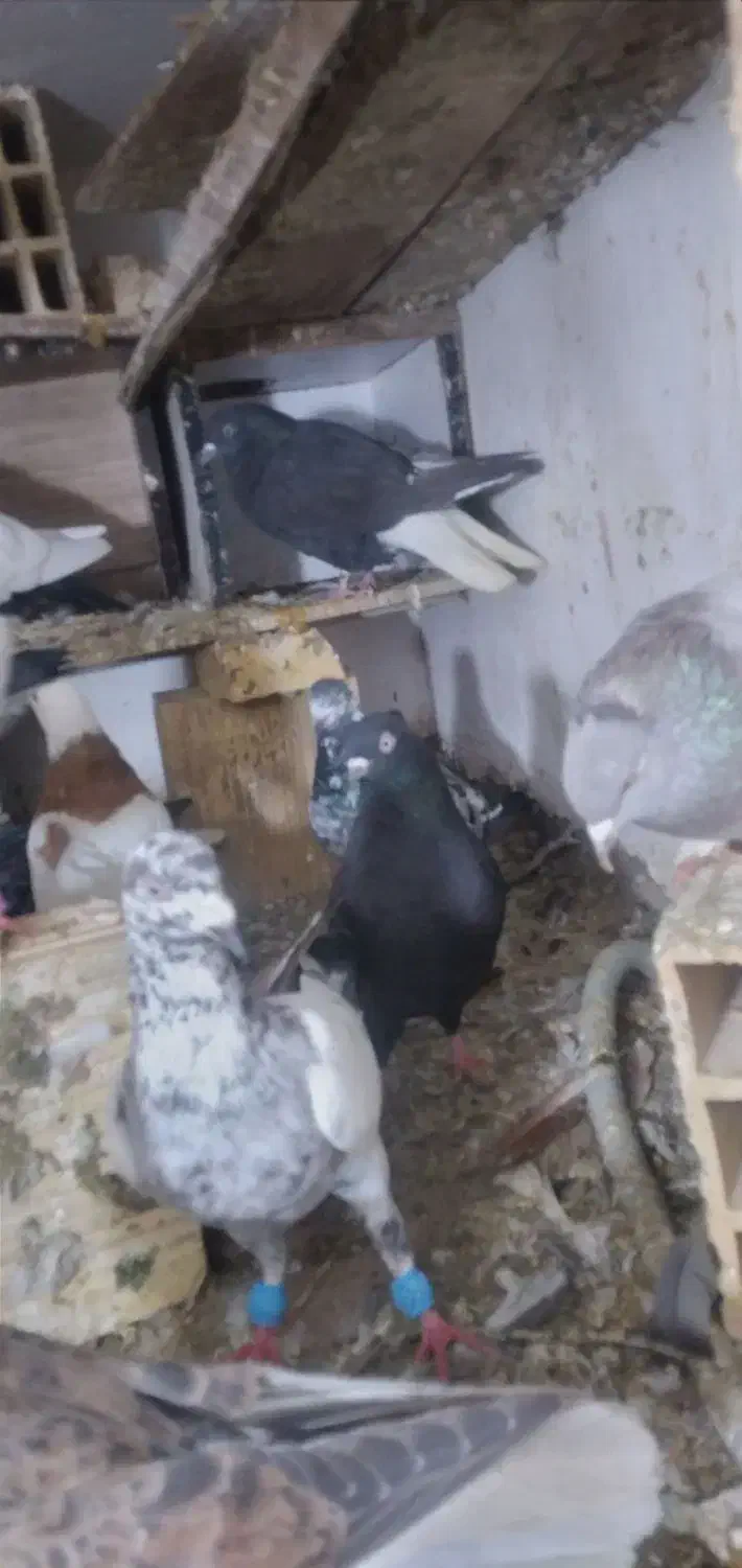 قیمت ۲۰۰۰۰۰|حیوانات|آبادان, |دیوار