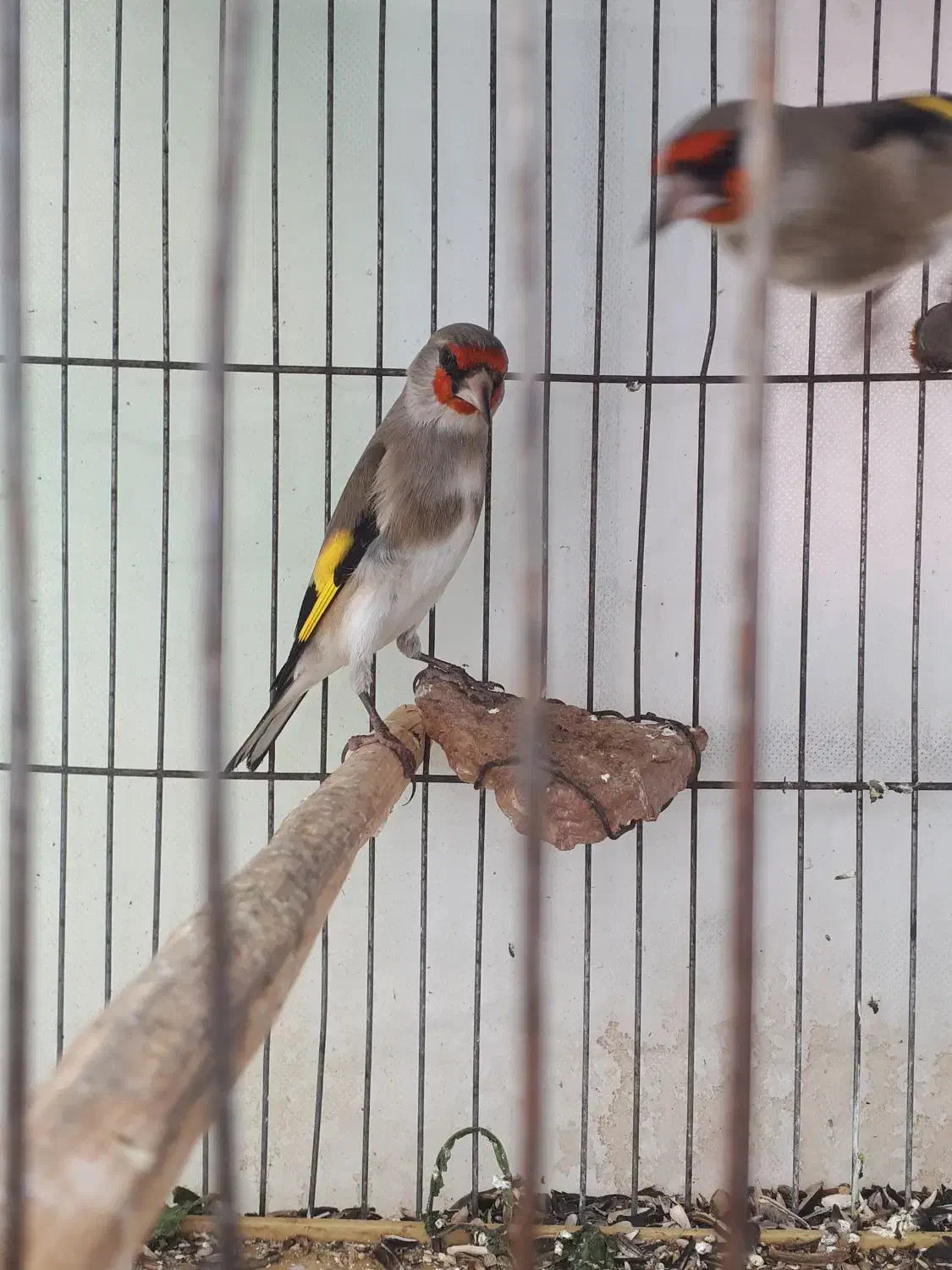 سهره نر|پرنده|بجنورد, |دیوار