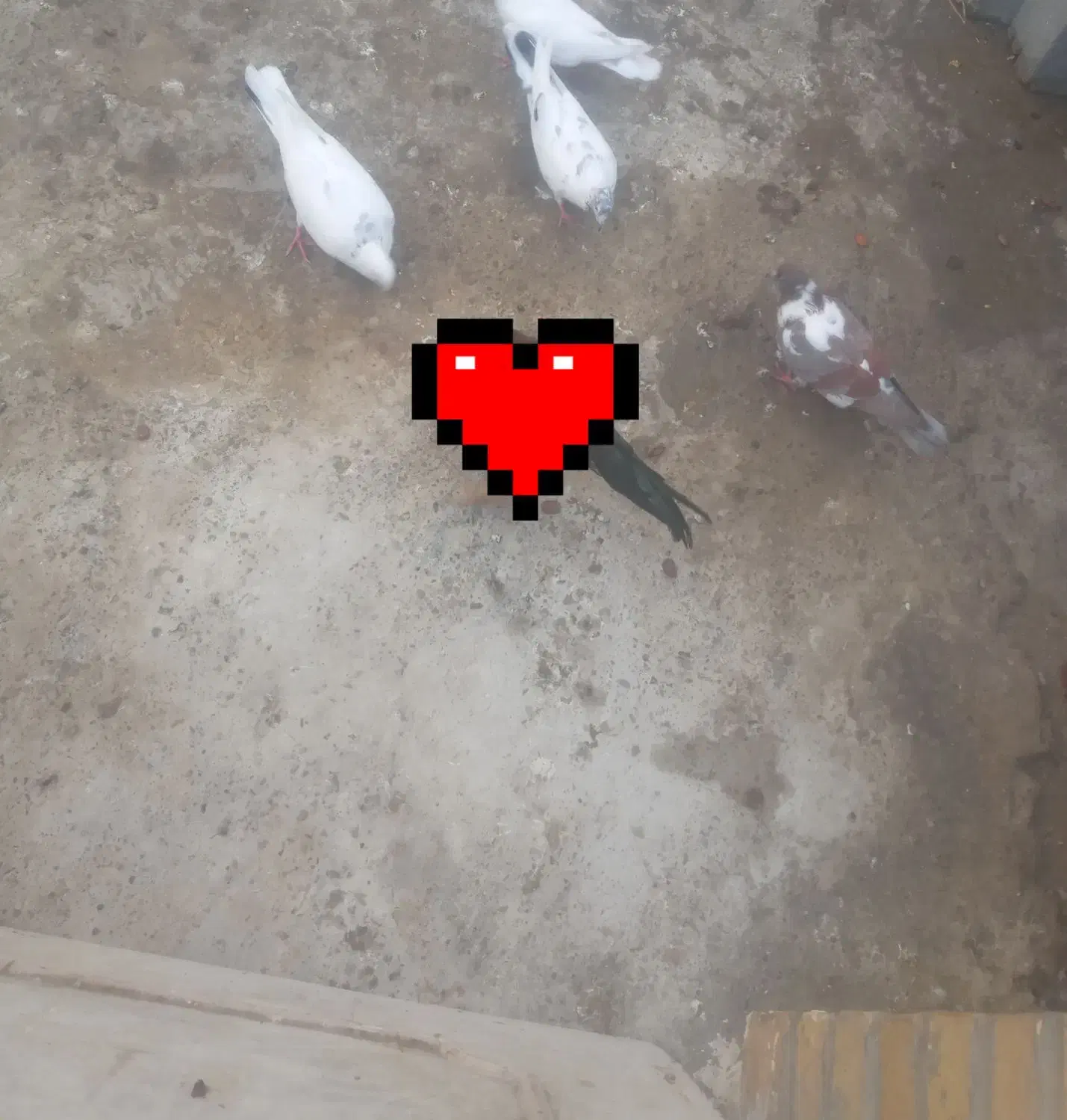 کبوتر|پرنده|کنارک, |دیوار