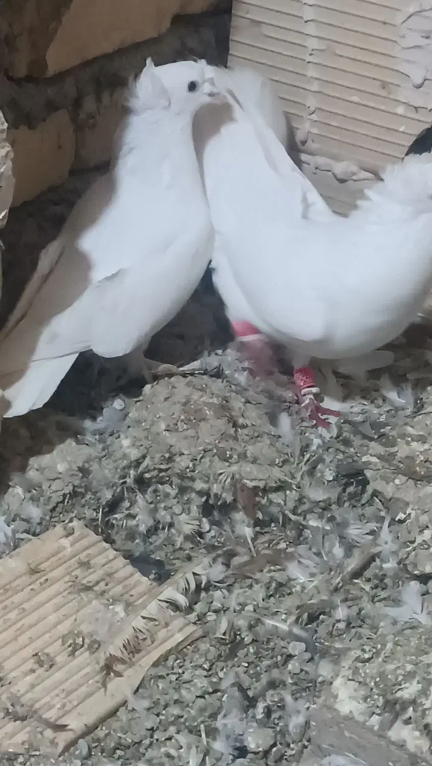 سفید دم چتری زینتی|پرنده|اسفرورین, |دیوار