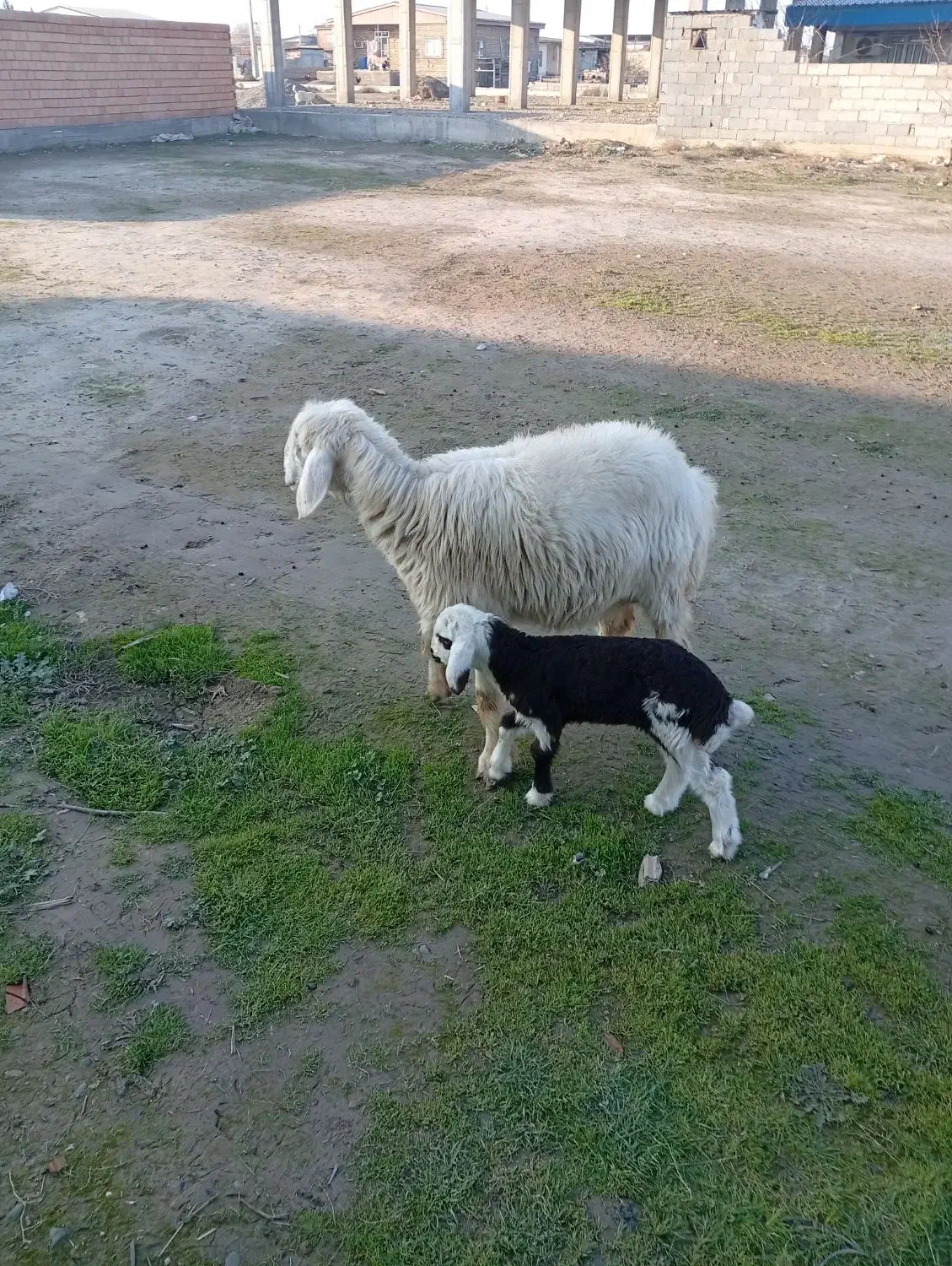 گوسفند با بره|حیوانات مزرعه|سیمین شهر, |دیوار