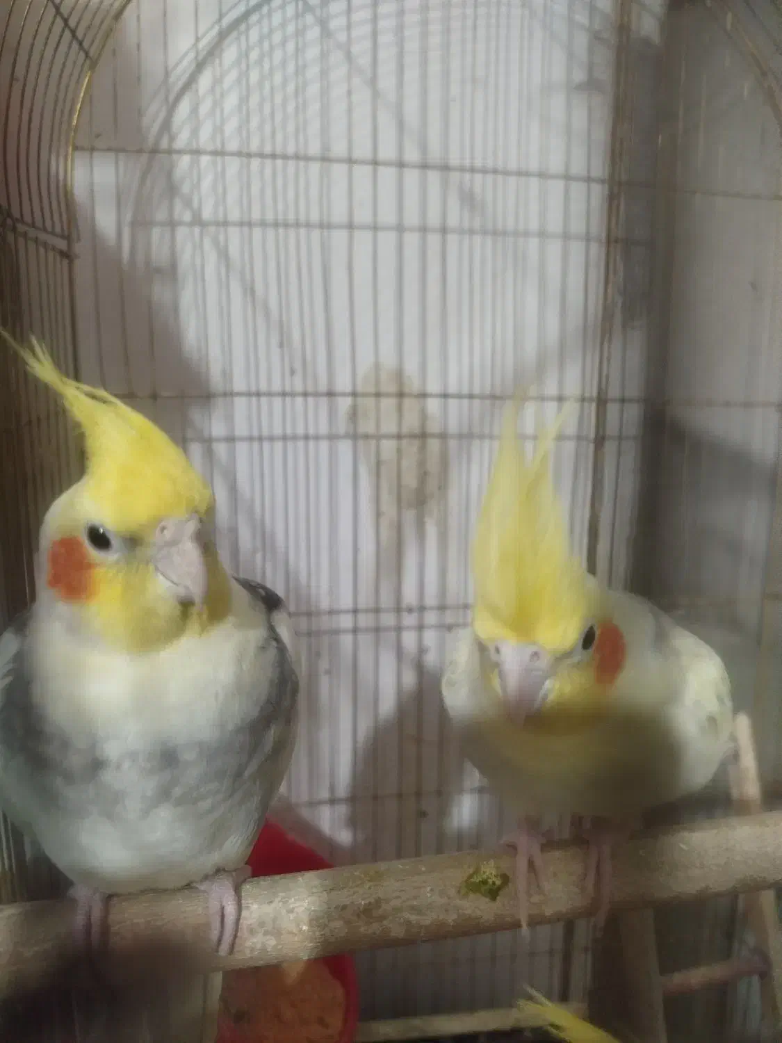 پانزده جفت عروس هلندی تخم گذار فروش فوری|پرنده|شاهین‌شهر, امام حسین|دیوار