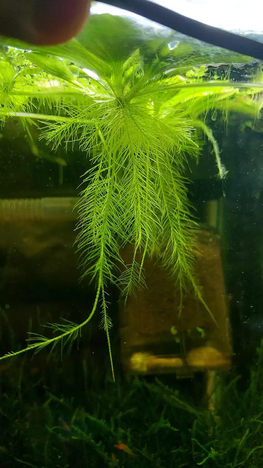 کاهو آبی|ماهی|چالوس, |دیوار