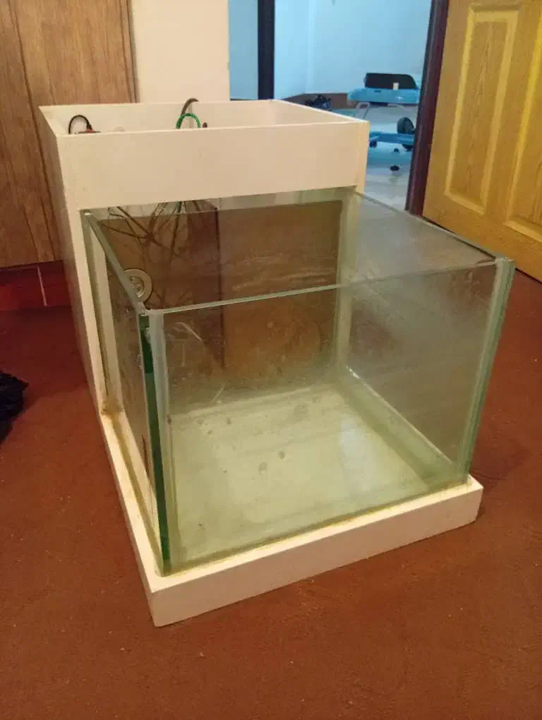 فیش اسپا|ماهی|دوگنبدان, |دیوار