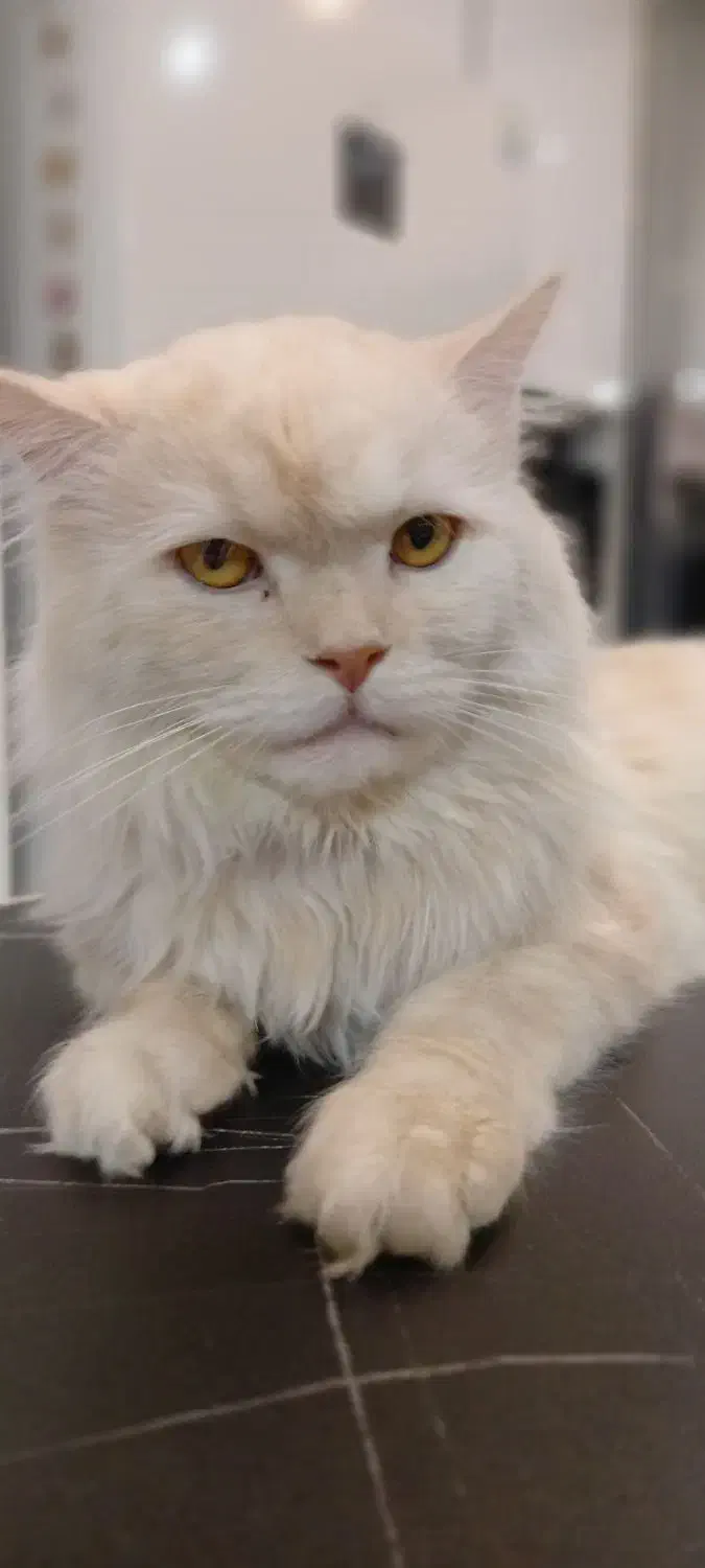 گربه ماده اسکاتیش لانگ هایر|گربه|پردیس, فاز ۸|دیوار