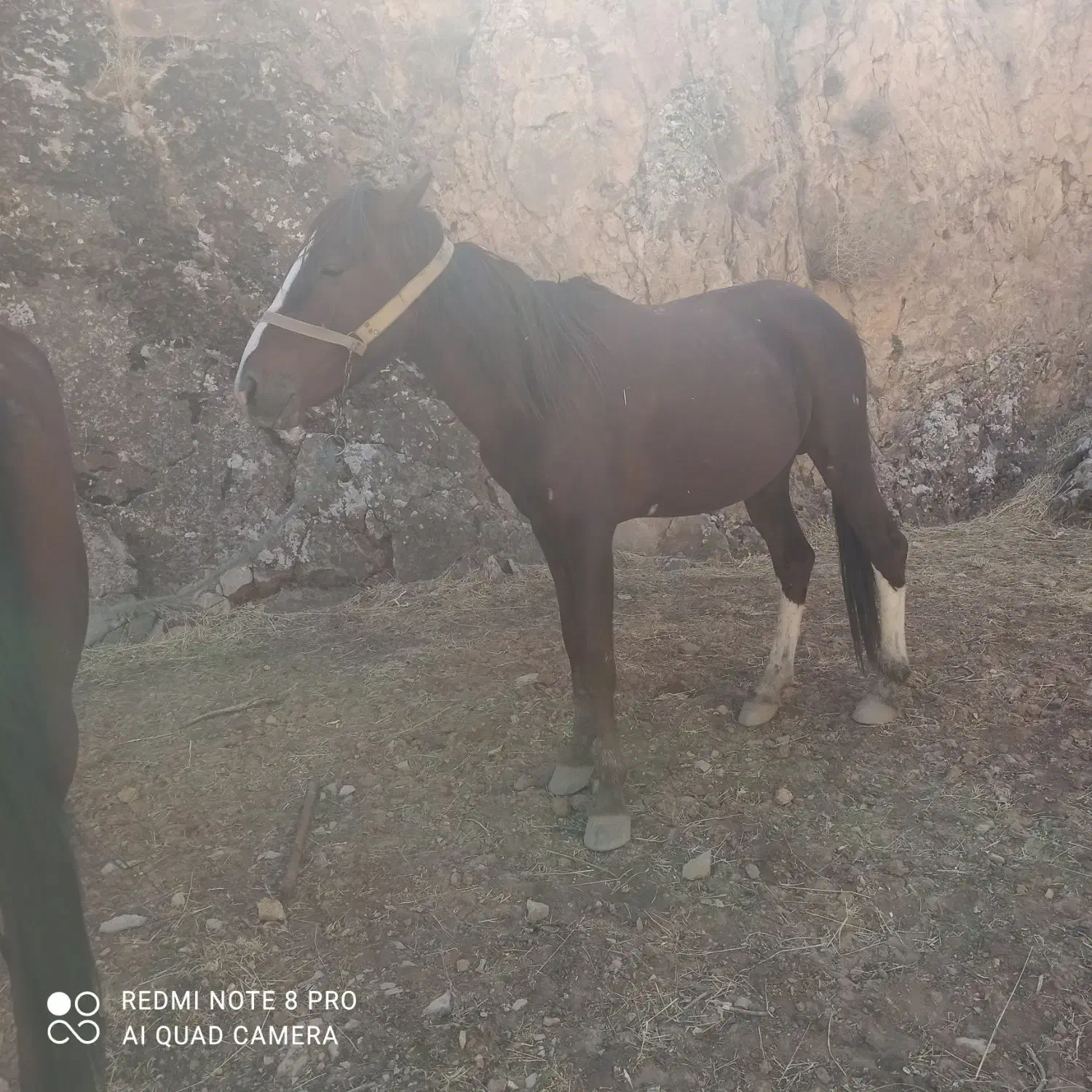 اسب قاطر و مادیون فروشی|اسب و تجهیزات اسبسواری|دزفول, |دیوار