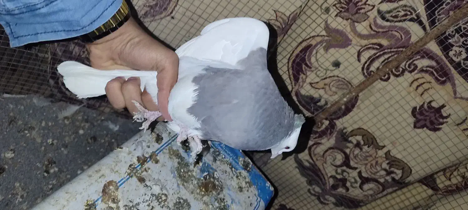 کبوتر|پرنده|صدرا-فارس, فاز ۲|دیوار