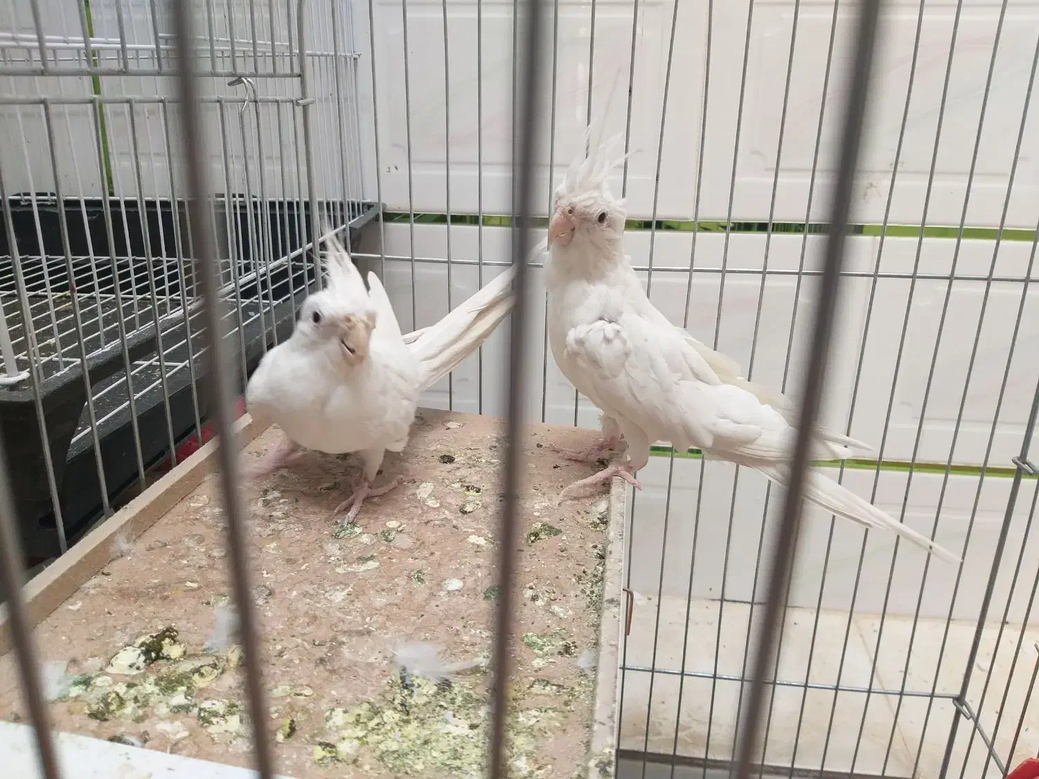 جفت عروس هلندی مولد البینو چشم شرابی|پرنده|فولادشهر, باغشاد|دیوار