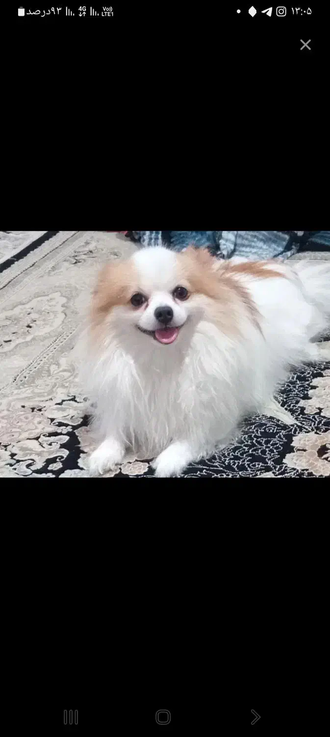 فقط مشتری واقعی|سگ|ایذه, |دیوار