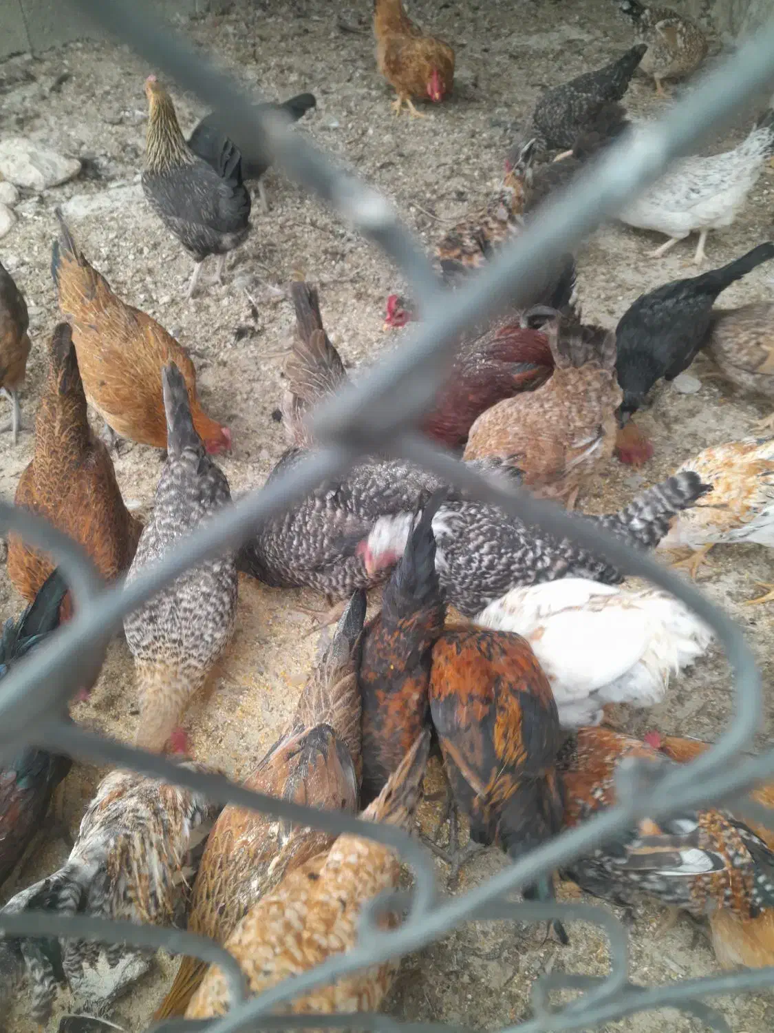 مرغ تخم گذار کبوتر|حیوانات مزرعه|اندیمشک, |دیوار