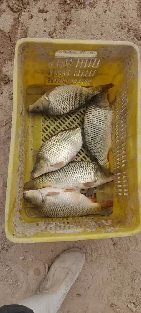 کپور پرطلایی اصلاحی و قزل فرانسوی و بچه سفید|ماهی|اصفهان, احمدآباد|دیوار