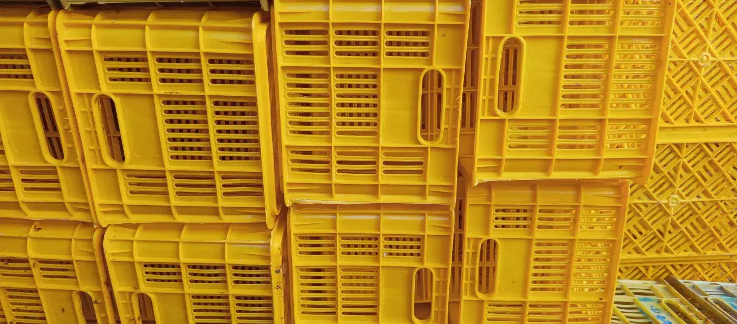 سبد بیست کیلویی ۱۶۰۰|عمدهفروشی|جهرم, |دیوار