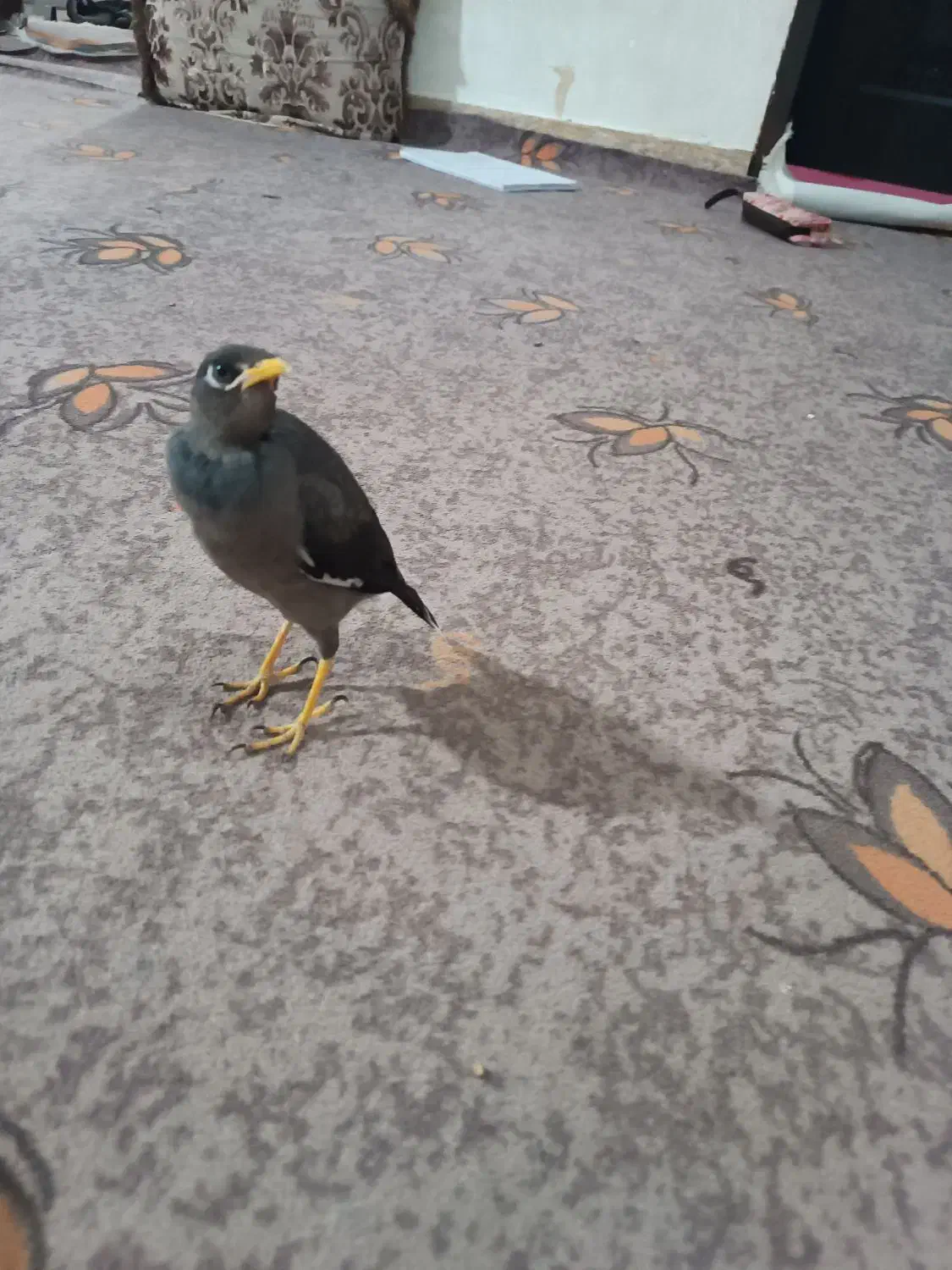 مرغ مینا|پرنده|برازجان, |دیوار