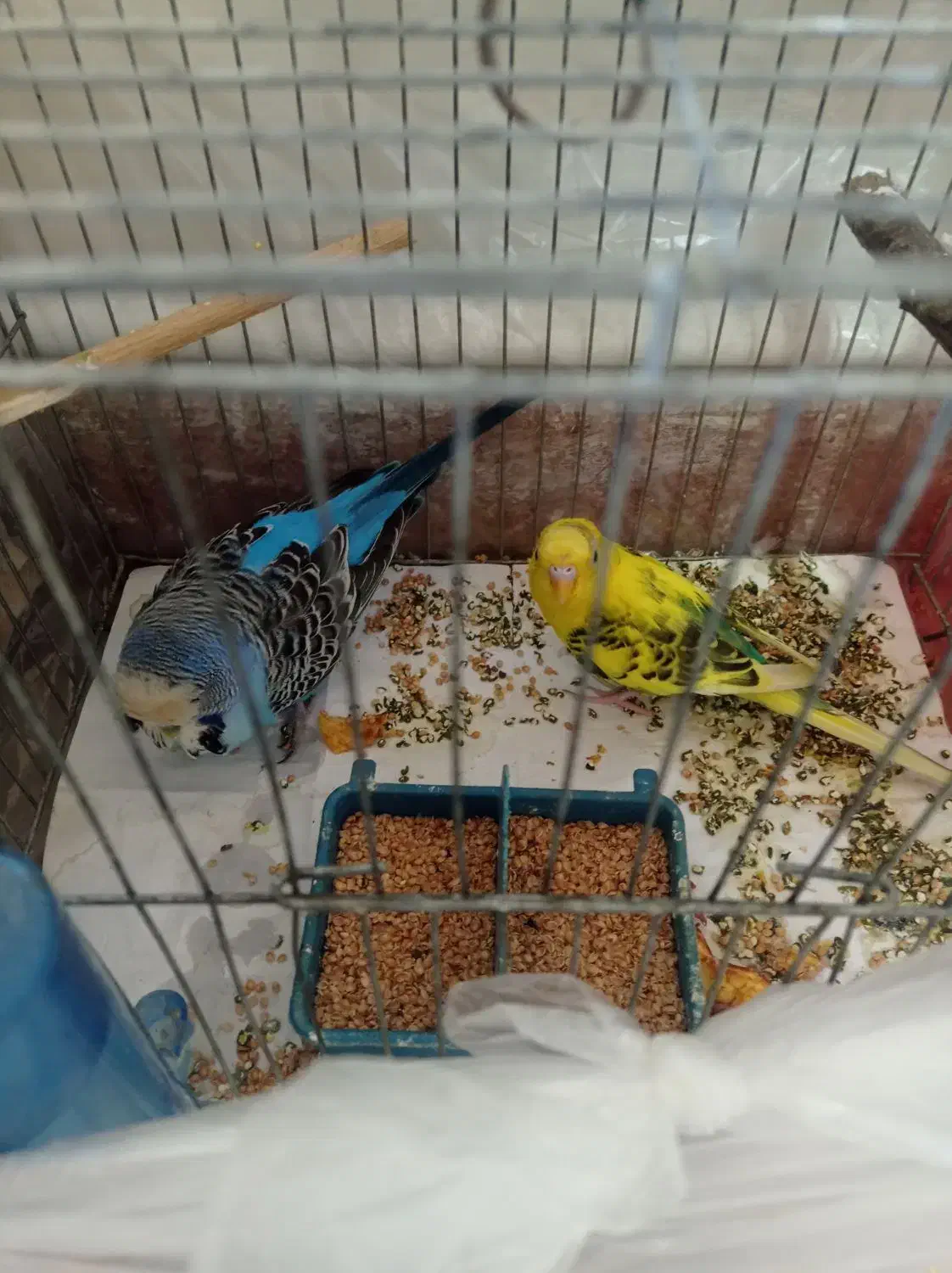 مرغ عشق هلندی|پرنده|خدا آفرین, |دیوار