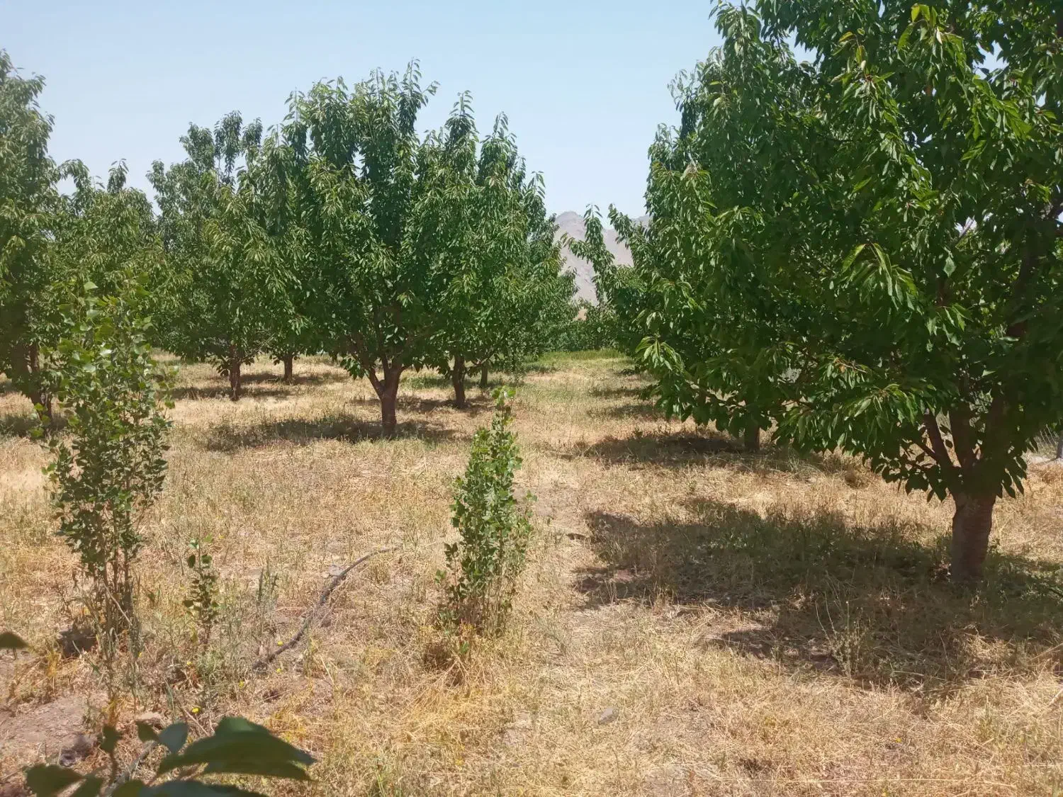 فروش باغ زیبا در روستای ساربانک قزوین|فروش زمین و ملک کلنگی|کوهین, |دیوار