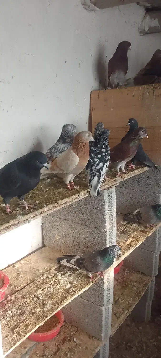 فروش یک گنجه کبوتر پرشی طلا زیر خاکی|پرنده|اشنویه, |دیوار