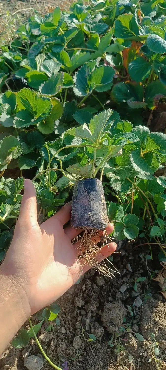 فروش نشاء توت فرنگی|خدمات باغبانی و درختکاری|مریوان, |دیوار