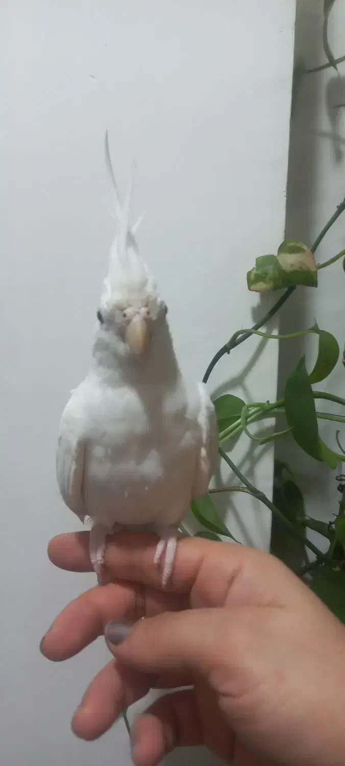 عروس هنلدی آلبینیو چشم شرابی|پرنده|لنگرود, |دیوار