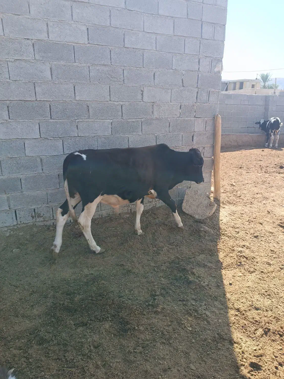 فروش گوساله نر|حیوانات مزرعه|فراشبند, |دیوار