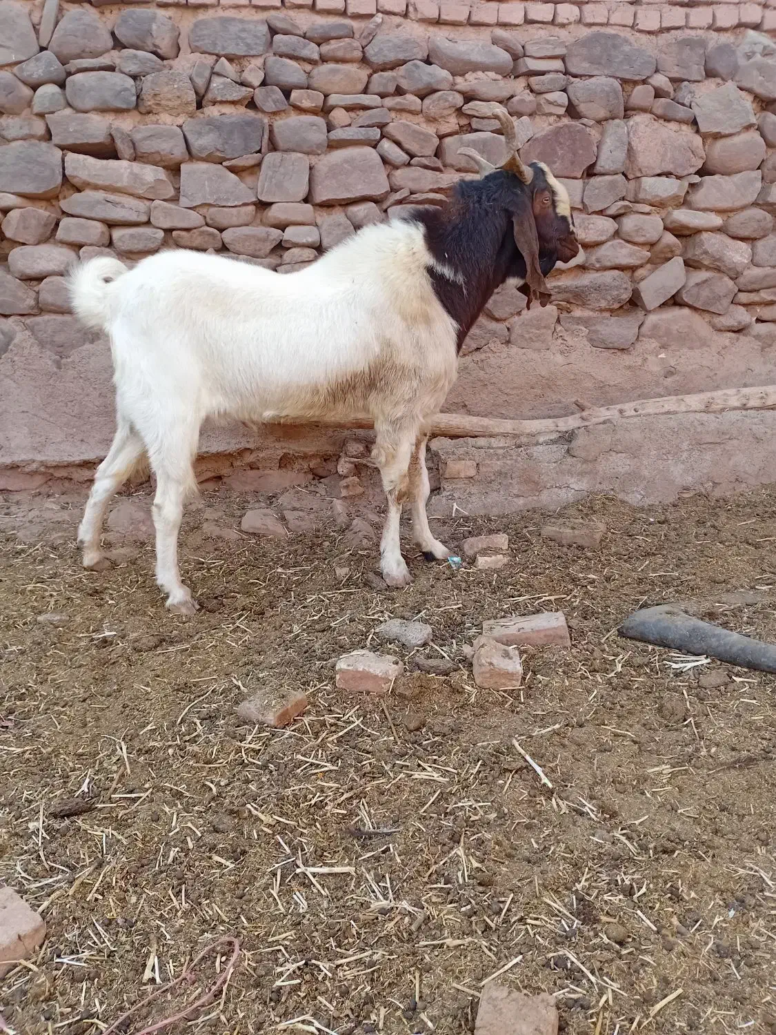 نربز پاکستانی|حیوانات مزرعه|تربتحیدریه, آبشار|دیوار