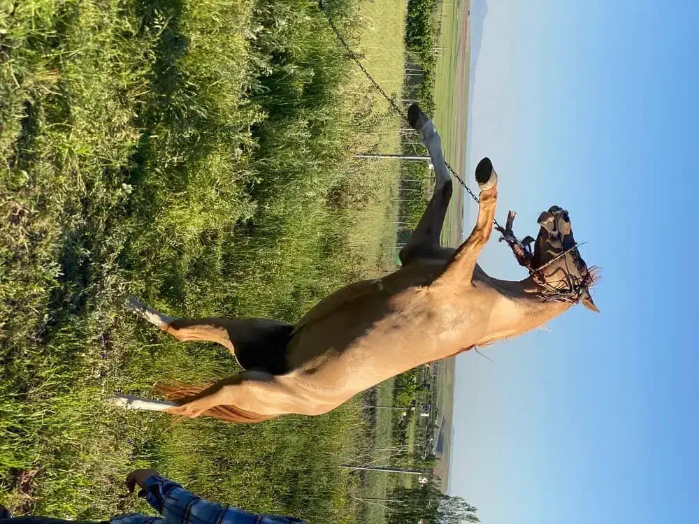 فروش فوری  اسب|حیوانات مزرعه|کندوان, |دیوار