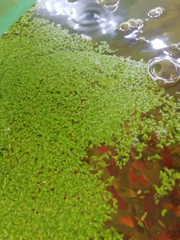 عدسک رو آبی|لوازم جانبی حیوانات|شاهین‌شهر, شهرک گلدیس|دیوار