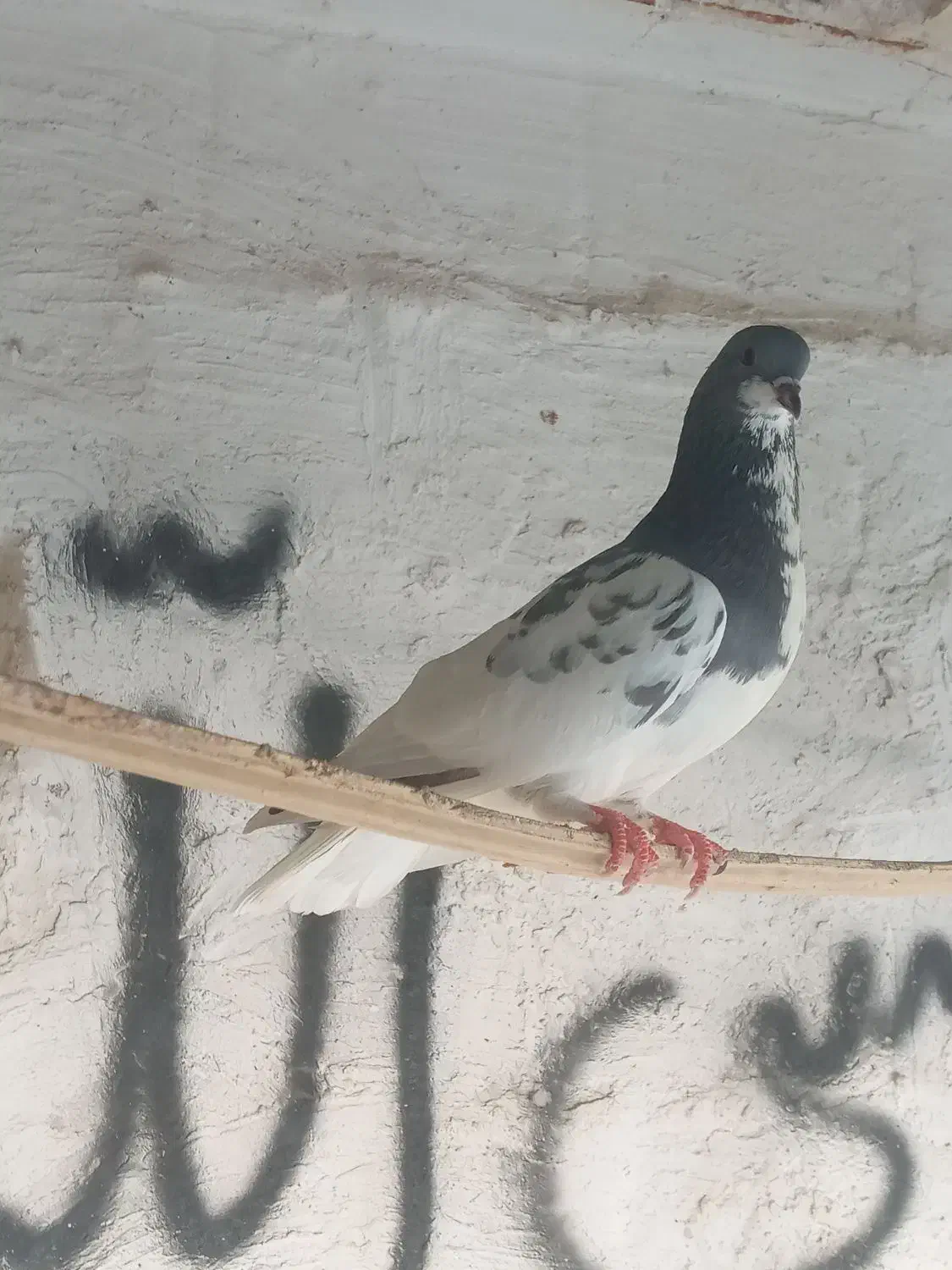 کفتر شهری سبز|پرنده|خشت, |دیوار