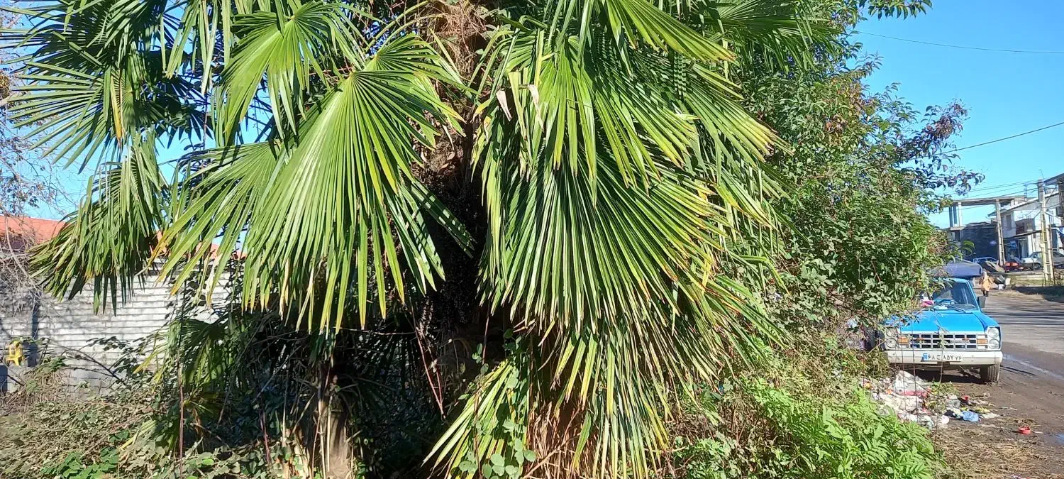 فروش پالم پالونیا|گل و گیاه طبیعی|آستانه اشرفیه, |دیوار