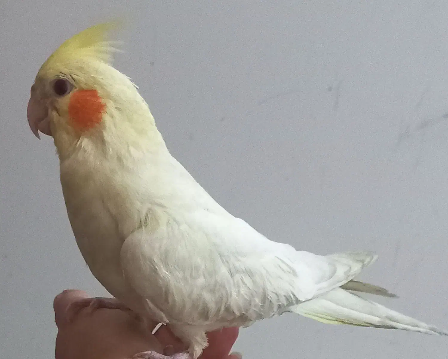 بفروش عروس هلندی|پرنده|خرمشهر, |دیوار