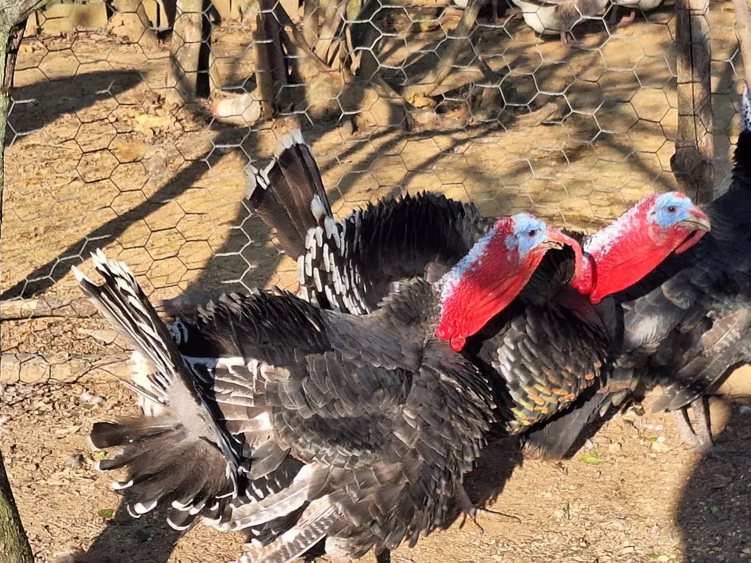 بوقلمون نر محلی|حیوانات مزرعه|گلوگاه بابل (گلیا), |دیوار