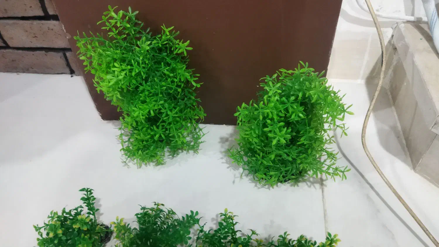 گیاه مصنوعی اکواریوم|ماهی|مشهد, چهارچشمه|دیوار