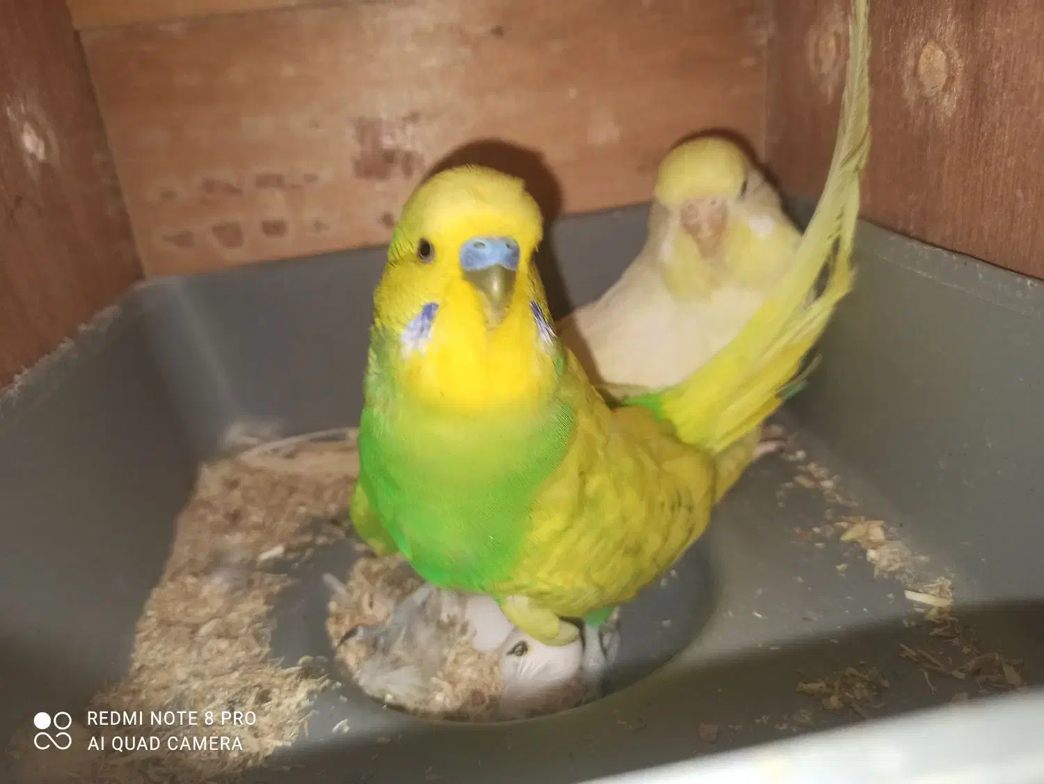 مرغ عشق انگلیسی|پرنده|میناب, |دیوار